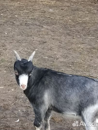 Козы ламанча