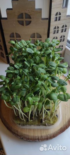 Микрозелень