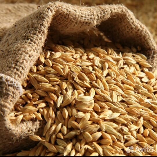 Продам ячмень в мешках