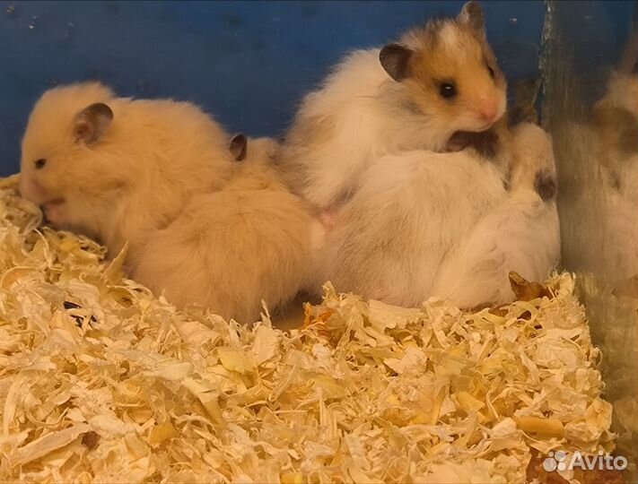 Сирийский хомяк