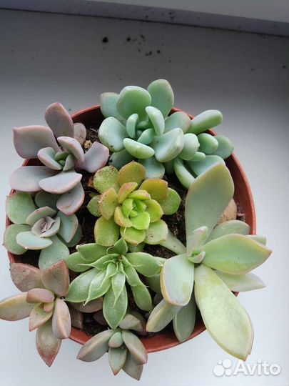 Микс суккуленты