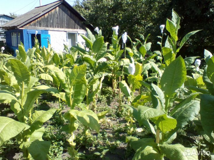 Семена табака