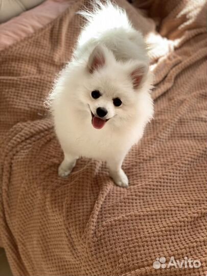 Шпиц ищем девочку