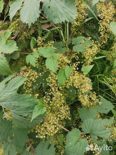 Саженцы дикого винограда