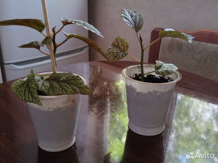 Бегония коралловая