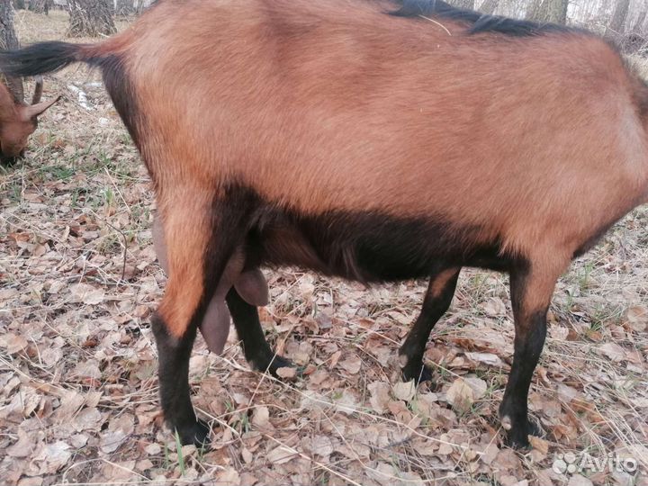 Козы дойные (Чешская коричневая короткошерстная)