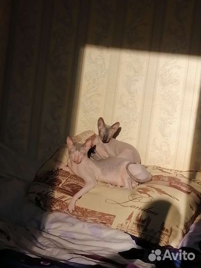 Донской сфинкс вязка