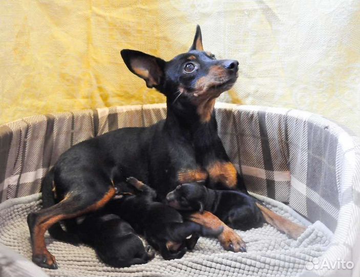 Щенки цвергпинчера