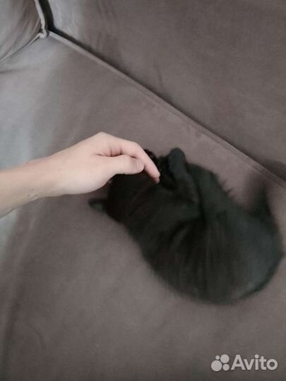 Черный котенок