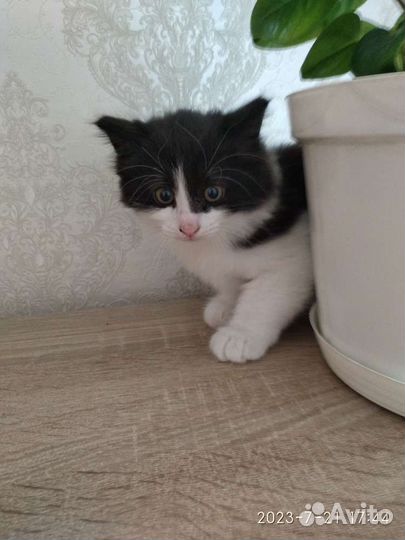 Котёнок (мальчик)