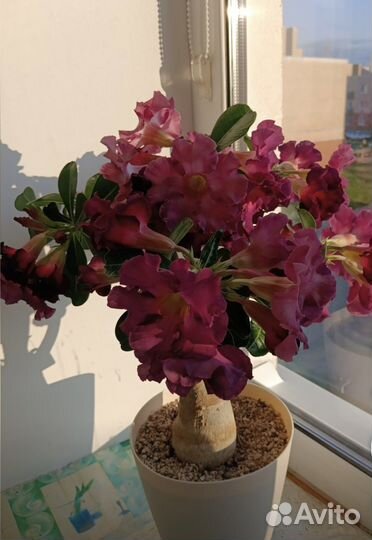 Комнатные цветы адениум
