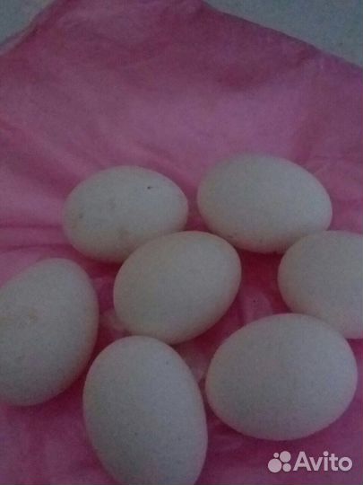 Инкубационное яйцо и циплята