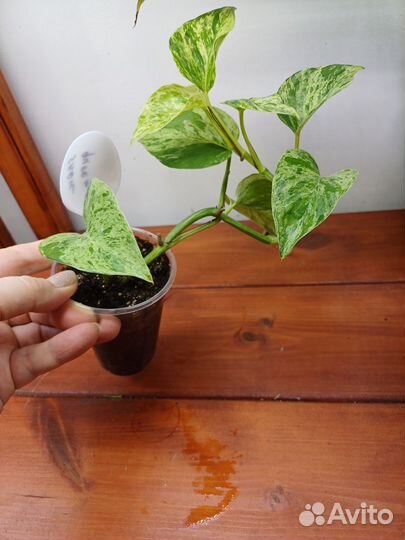 Эпипремнум сноу квин snow queen