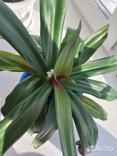 Традесканция