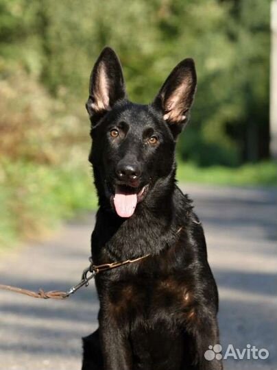 Подростки и щенки черной немецкой овчарки