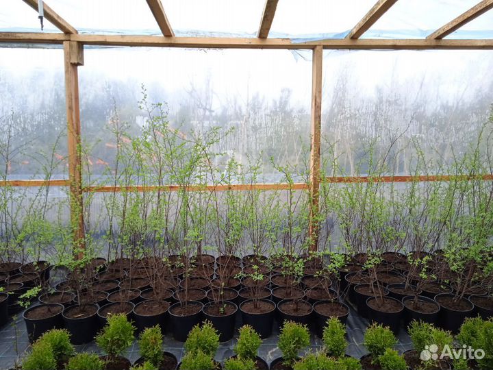 Растения Спирея белая