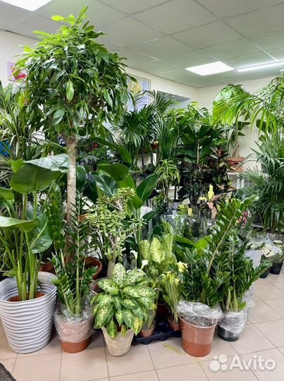 Растения для озеленения дома