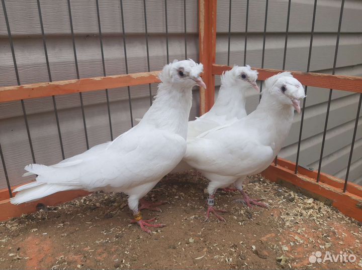 Продажа голубей