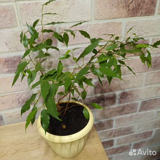 Фикус бенджамина