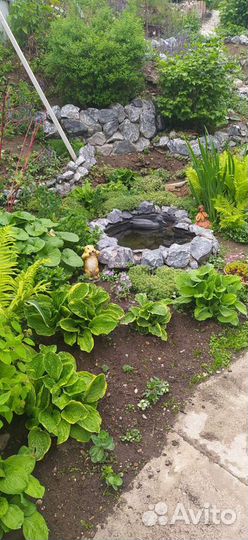 Многолетники, много разных растений