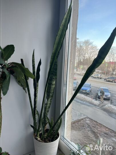 Сансевиерия (щучий хвост)