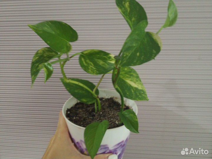 Сингониум, ктенанта,сеткреазия,цветы