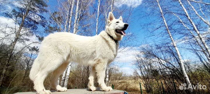 Красивый пес для фотосъёмки