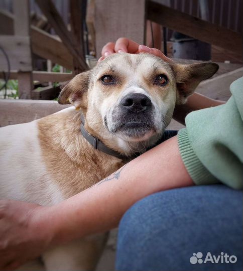 Собака в добрые руки отдам бесплатно