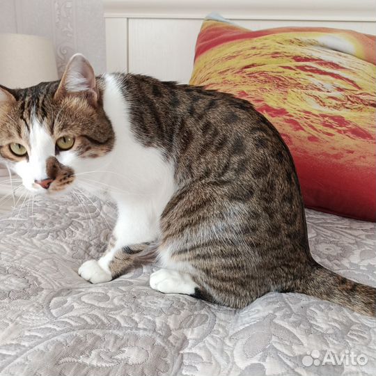 Кот метис бенгальский