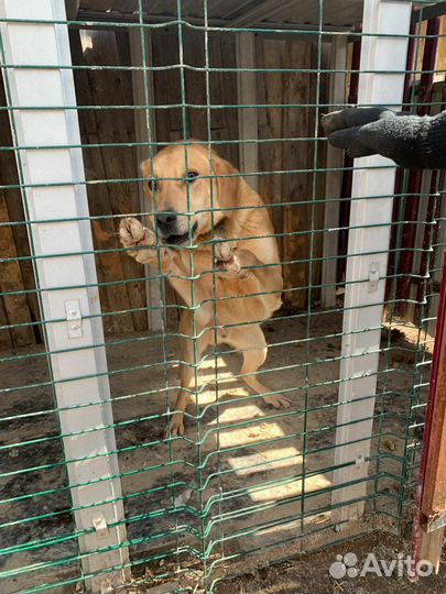 Собака в добрые руки