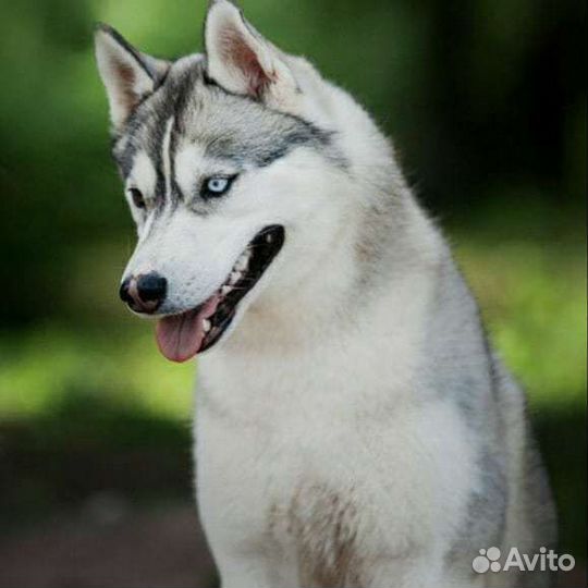 Собаки для фотосессии (хаски, Берн, шпиц,овчарка)