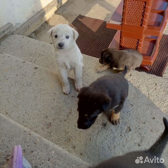 Щенки