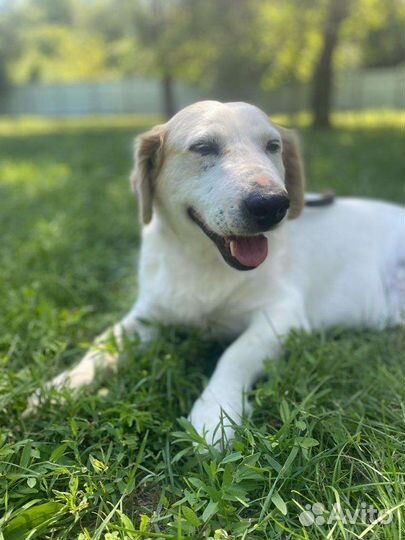 Очень хочу найти дом