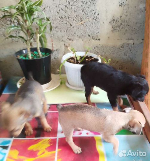 Той-терьер щенки