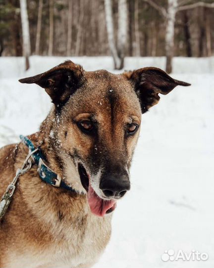 Бельгийская овчарка малинуа фенотип