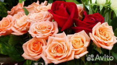 Розы Цветы Букеты 25 151 201 101 301 501 опт