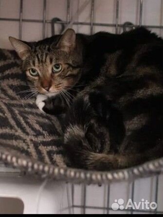 Отдам бесплатно