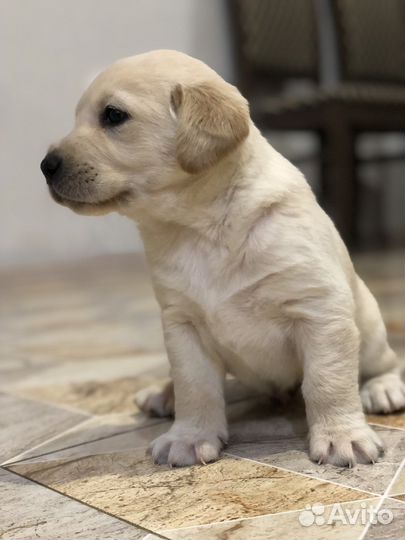Щенки Лабрадора