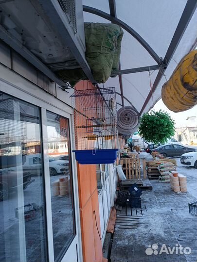 Птица щегол