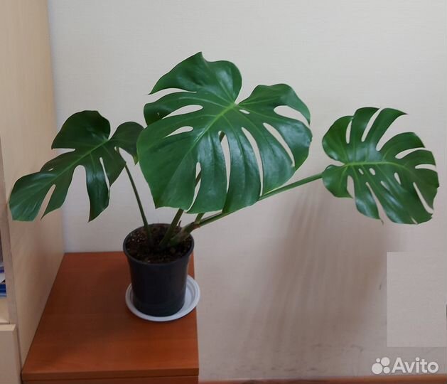 Домашнее растение Монстера