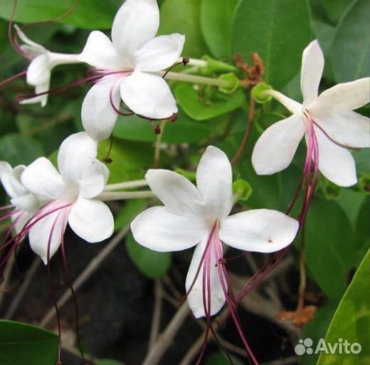 Комнатные цветы растение клеродендрум Инерме вар