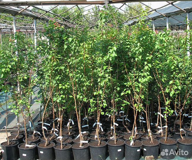 Саженцы плодовых деревьев опт