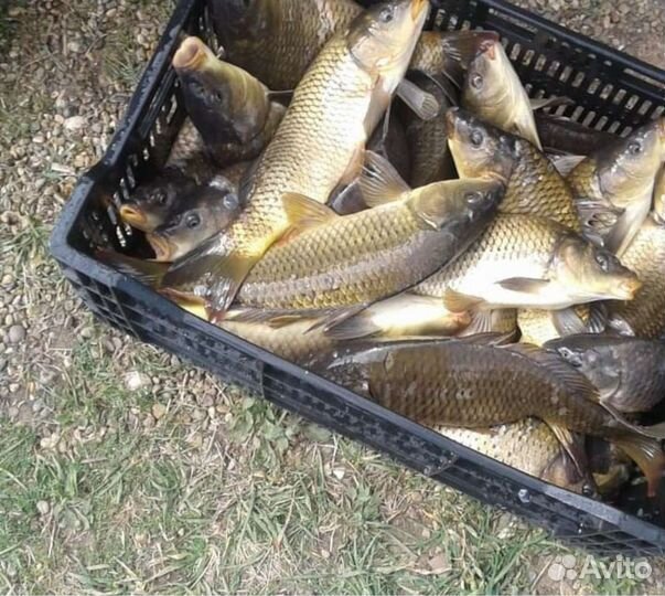 Рыбалка и отдых