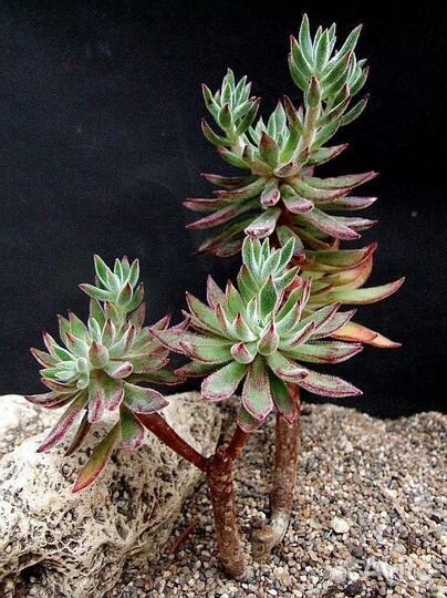 Эчеверия set oliver