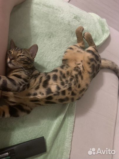 Бенгальский кот