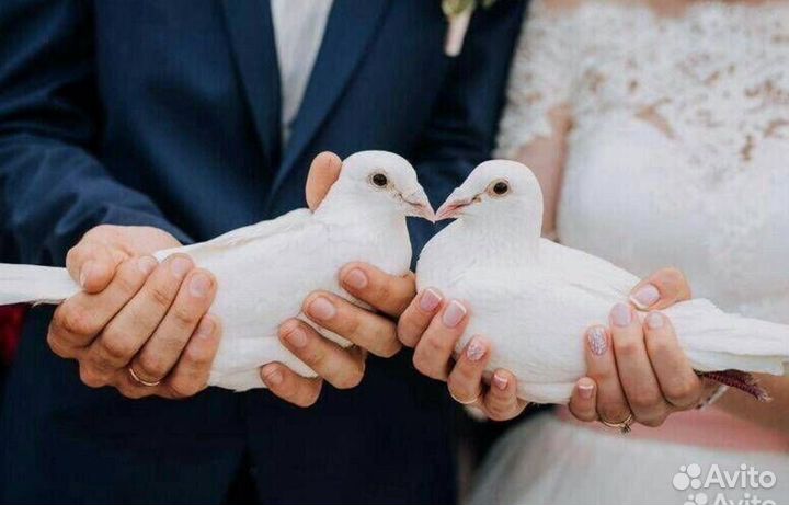Голуби на свадьбу