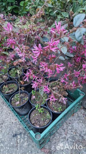 Ремнелепестник Лоропеталум, Лагерстремия