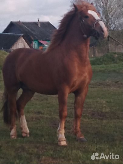 Жеребец Советский тяжеловоз