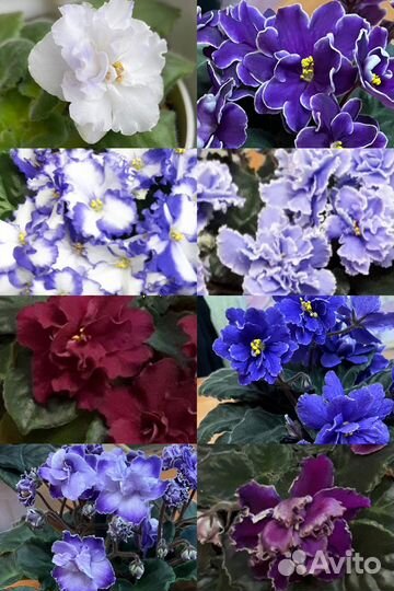 Фиалка набор детки 10 шт