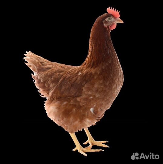 Куры молодки